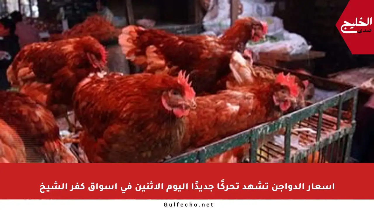 أسعار الدواجن تشهد تحركًا جديدًا اليوم الإثنين في أسواق كفر الشيخ